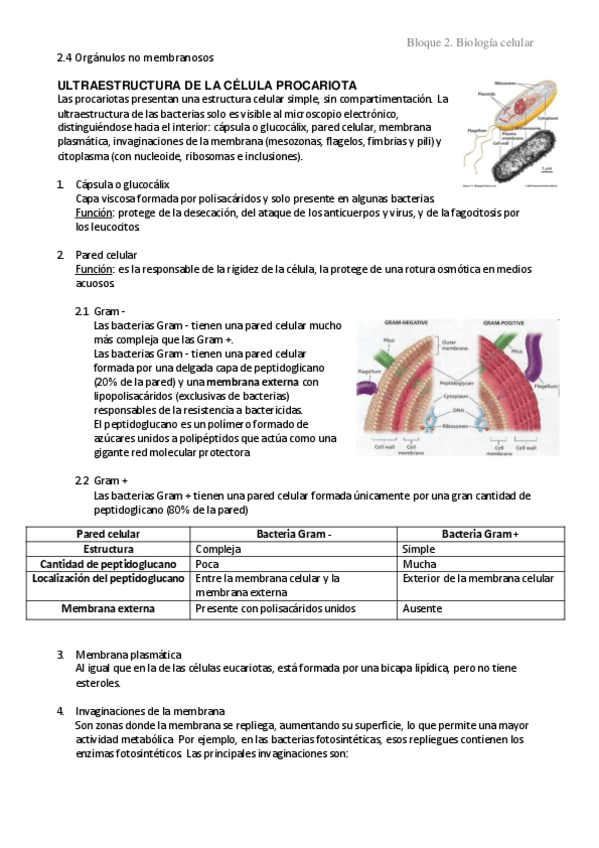 Miniatura del documento 2.4 Orgánulos no membranoso