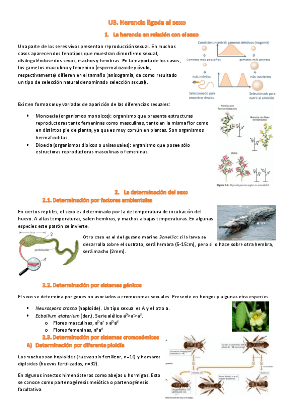 Miniatura del documento U3. Herencia ligada al sexo.pdf