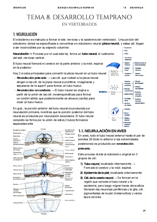Miniatura del documento Tema-8-Desarrollo-temprano-en-vertebrados.pdf