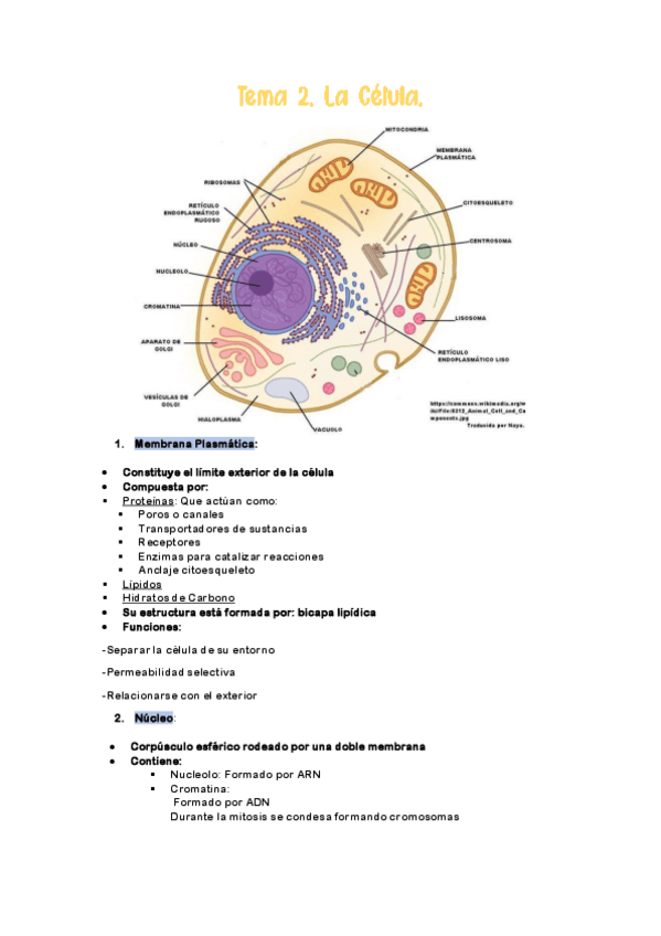 Miniatura del documento La-Celula-y-Tejidos-Nerviosos.pdf