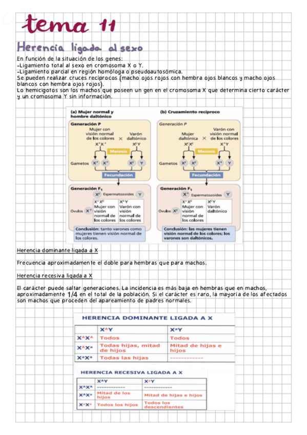 Miniatura del documento Tema-11.pdf