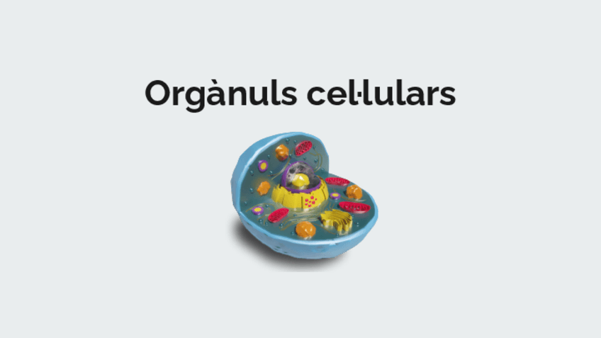 Miniatura del documento Els-organuls-cellulars.pdf