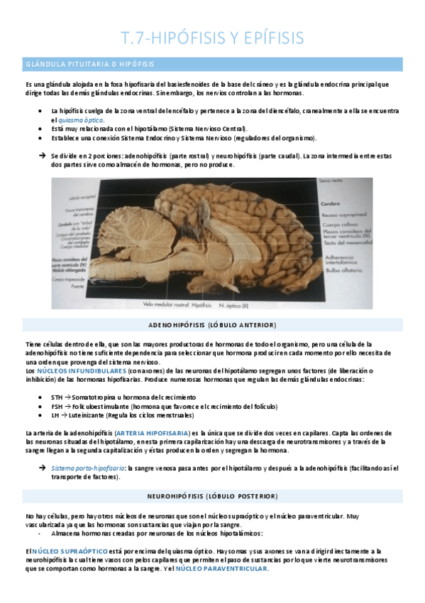 Miniatura del documento Hipófisis y epífisis