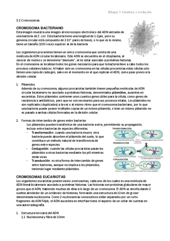 Miniatura del documento 3.2 Cromosomas