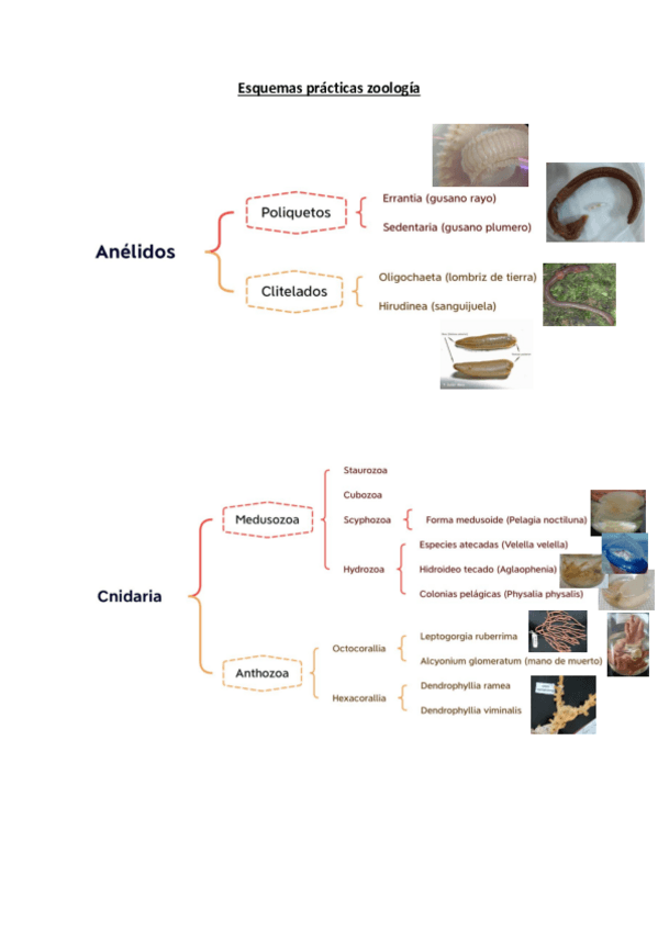 Miniatura del documento Esquemas-practicas-zoologia.pdf