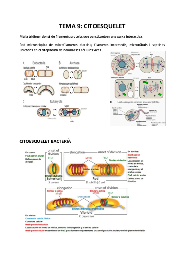 Miniatura del documento TEMA-9-CITOESQUELET.pdf