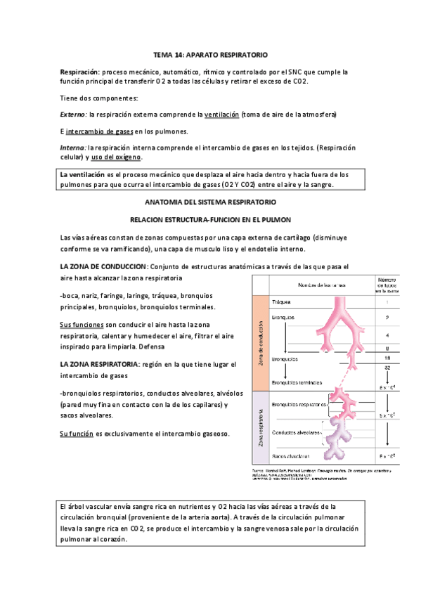 Miniatura del documento TEMA 14 SISTEMA RESPIRATORIO.pdf