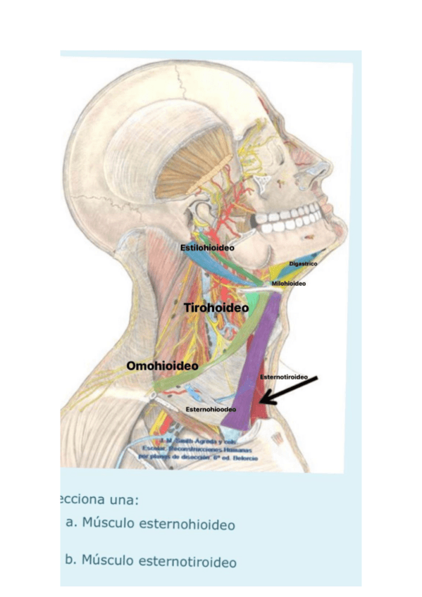 Miniatura del documento belorcio-musculos-laringe.pdf
