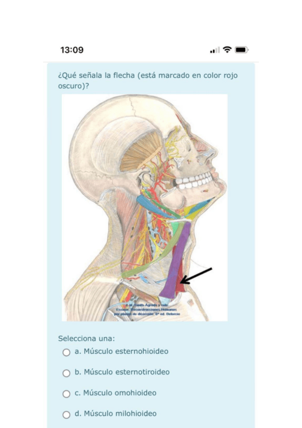 Miniatura del documento belorcio-musculos-laringe-sin-respuesta.pdf