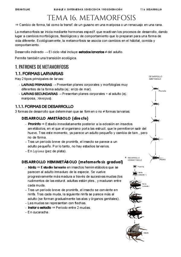 Miniatura del documento Tema-16-Metamorfosis.pdf
