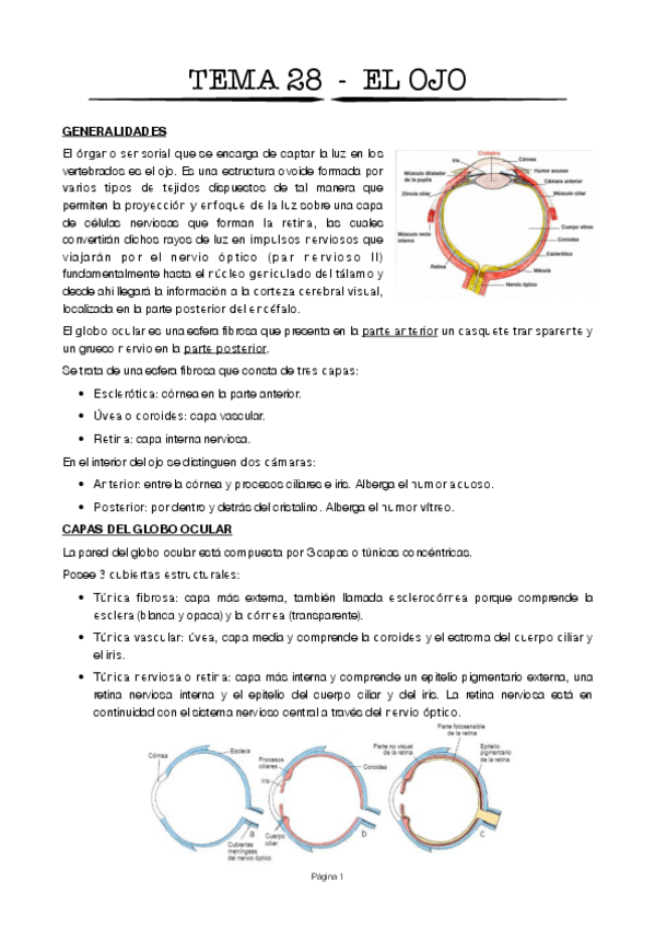 Miniatura del documento Tema-28.pdf