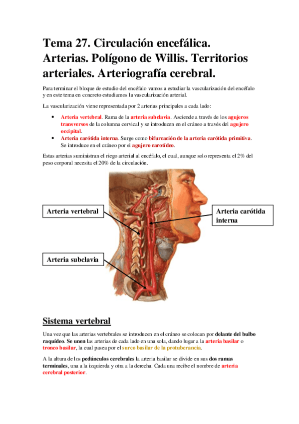 Miniatura del documento Tema 27. Circulación encefálica. Arterias. Polígono de Willis. Territorios arteriales. Arteriografía cerebral..pdf