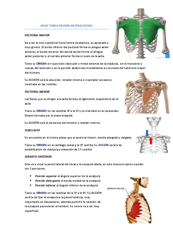 Miniatura del documento Tema-8-Miologia-del-Torax.pdf