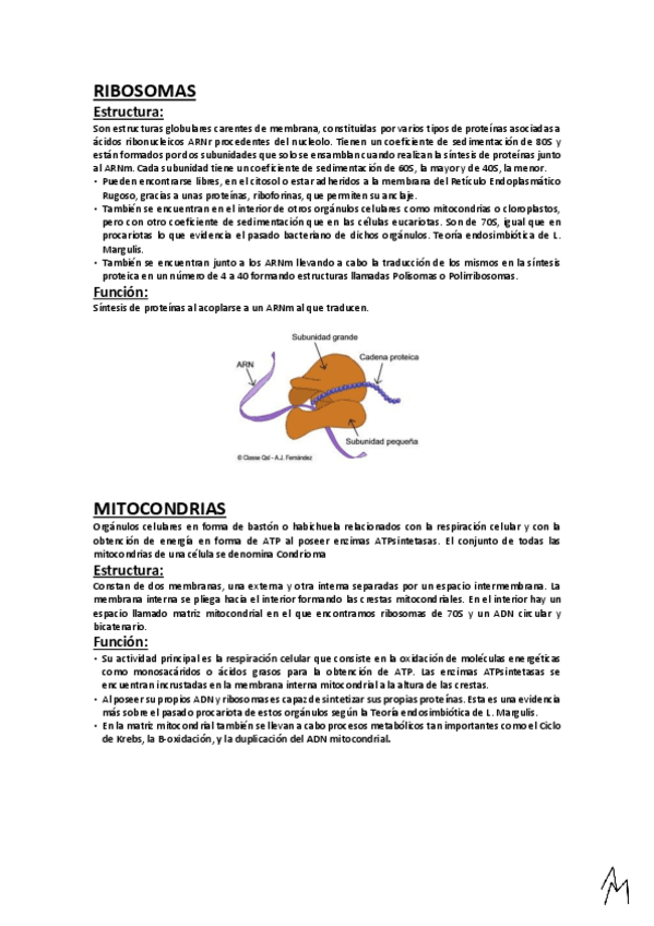 Miniatura del documento Ribosomas-y-Organulos-de-doble-membrana.pdf