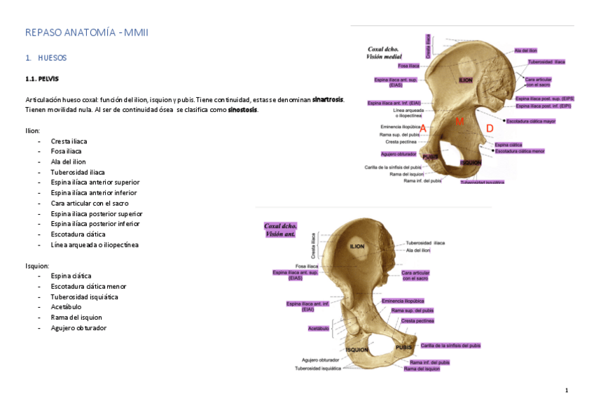 Miniatura del documento REPASO-ANATOMIA.pdf