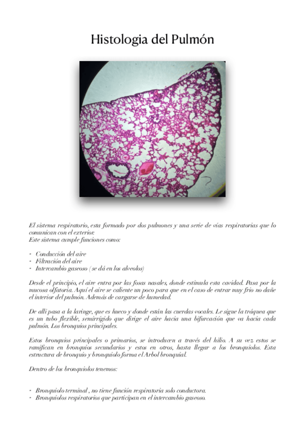 Miniatura del documento PULMONES.pdf