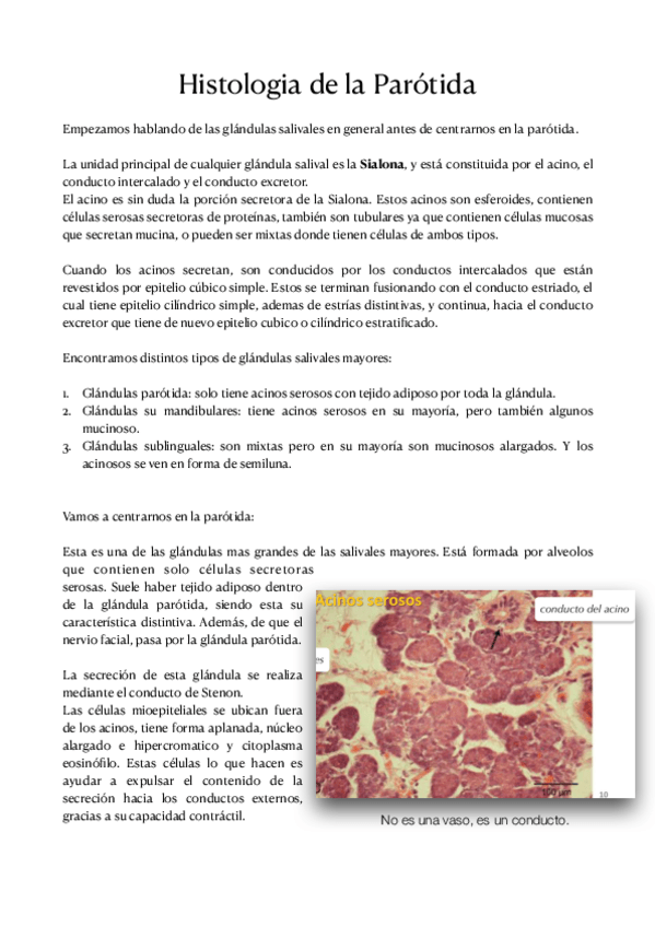Miniatura del documento Histologia-de-la-Parotida-.pdf