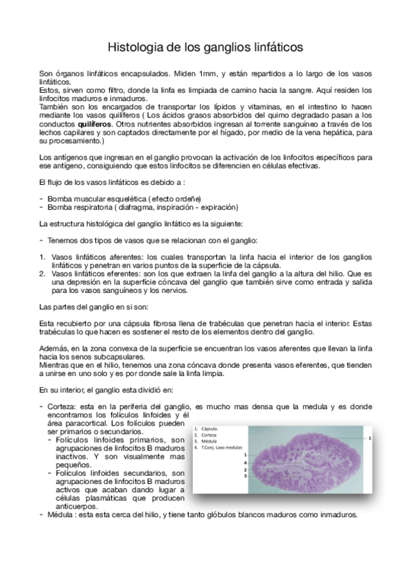 Miniatura del documento Histologia-de-los-ganglios-linfaticos-.pdf
