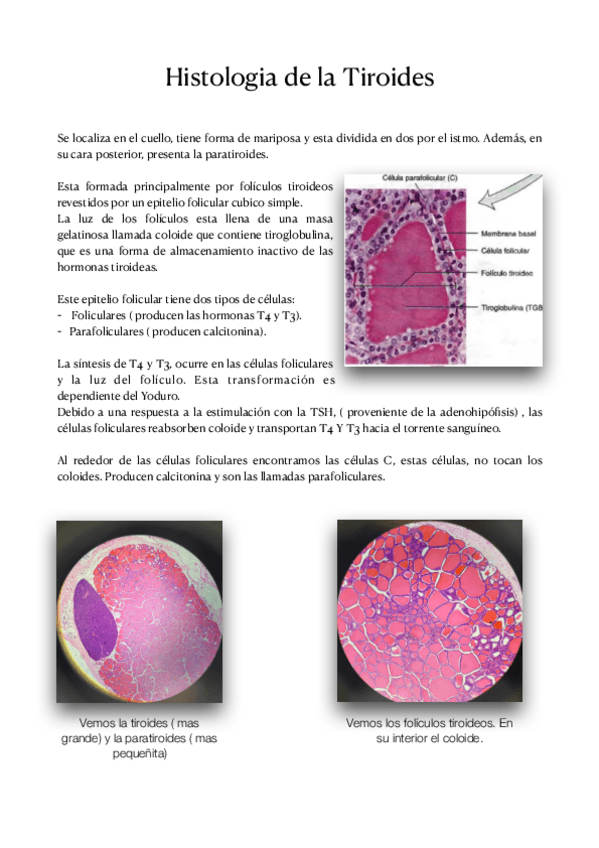 Miniatura del documento Histologia-de-la-Tiroides.pdf