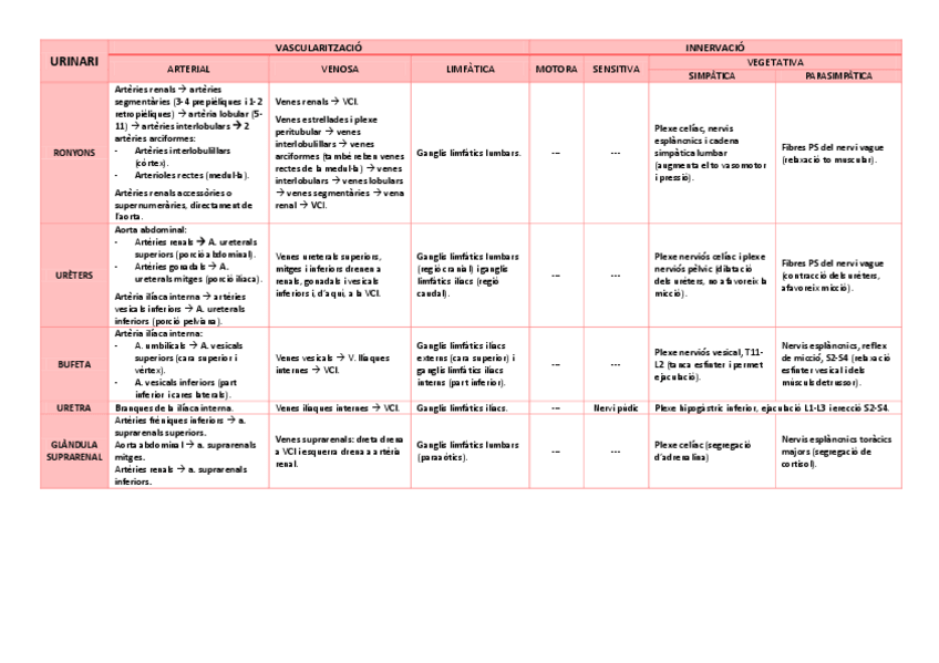 Miniatura del documento Vascularitzacio-urogenital.pdf