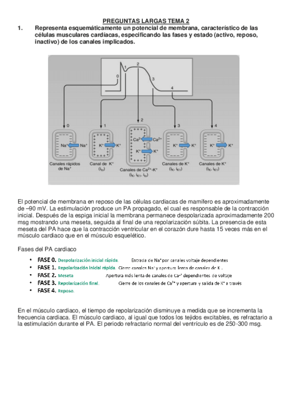 Miniatura del documento Preguntas-largas.pdf