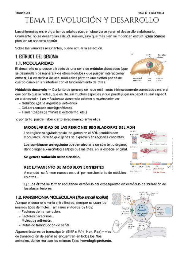 Miniatura del documento Tema-17-Evolucion-y-Desarrollo.pdf