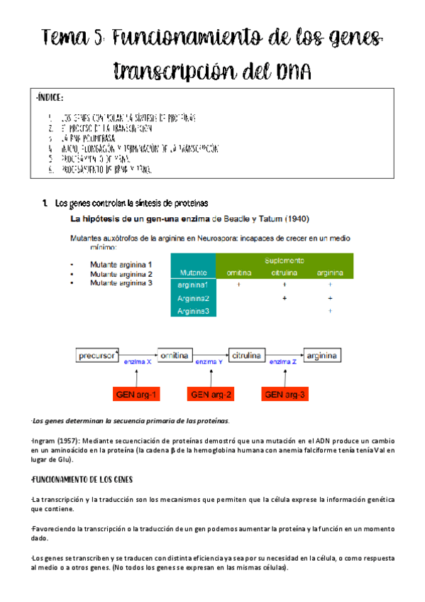 Miniatura del documento Tema-5-genetica.pdf