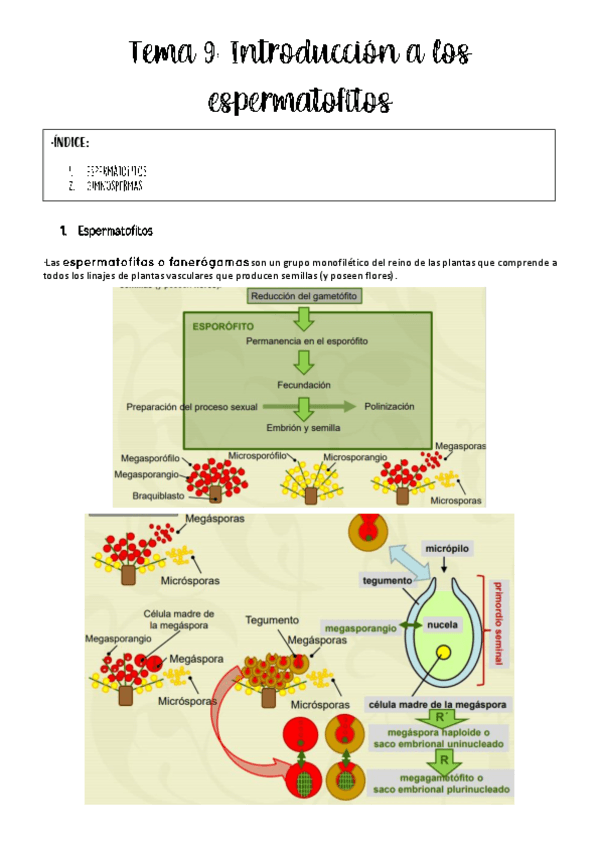 Miniatura del documento Tema-9-botanica-.pdf
