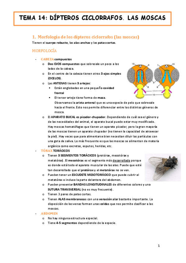 Miniatura del documento tema-14-fauna-y-salud-DIPTEROS-CICLORRAFOS.-LAS-MOSCAS.pdf