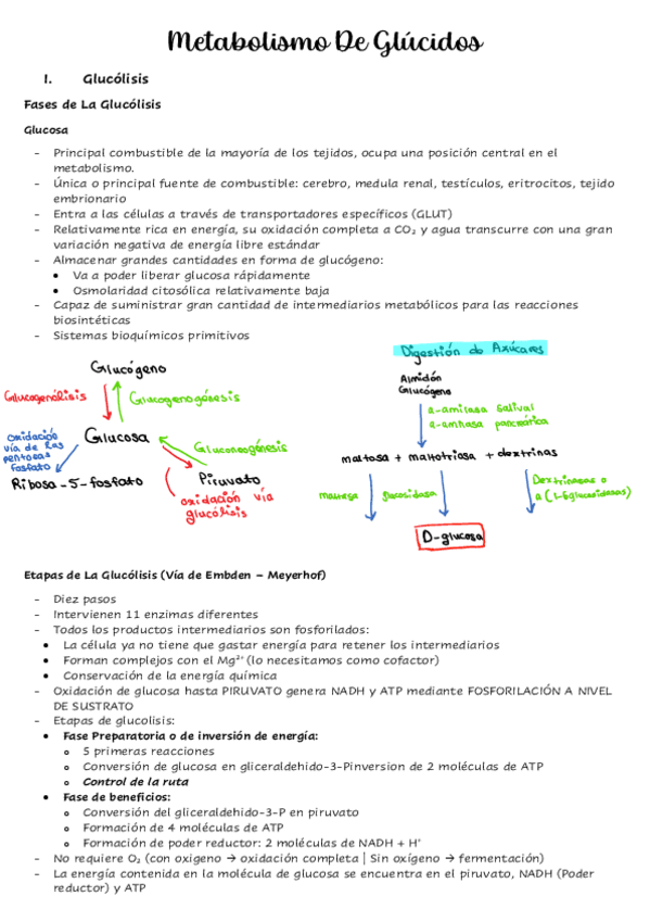 Miniatura del documento 2.2 - Metabolismo de Glucidos.pdf