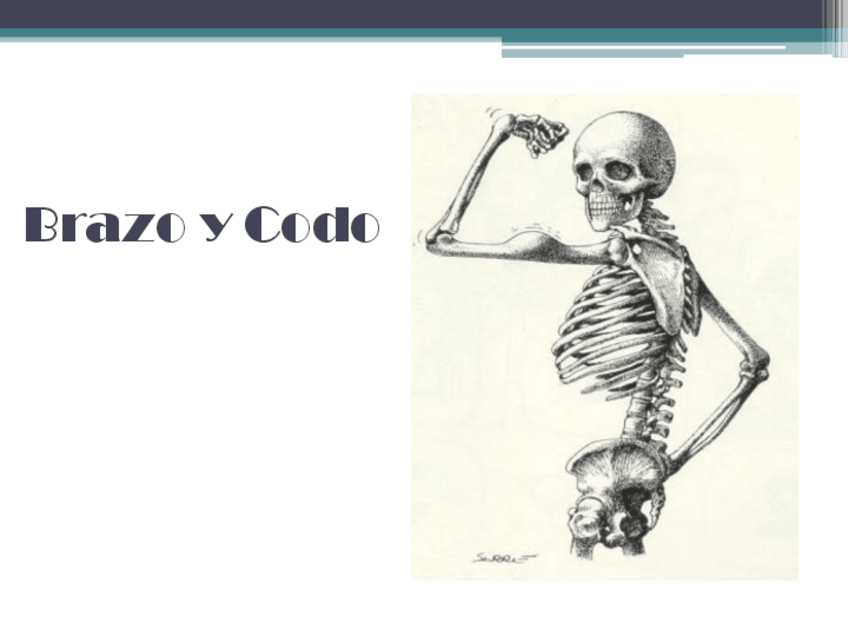 Miniatura del documento brazo.pdf