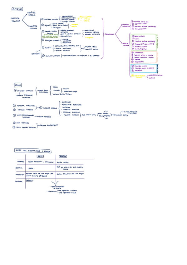 Miniatura del documento Arterias-y-venas-cabeza.pdf