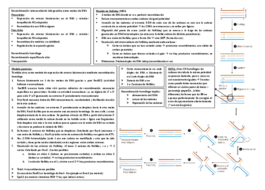 Miniatura del documento recombinacion.pdf