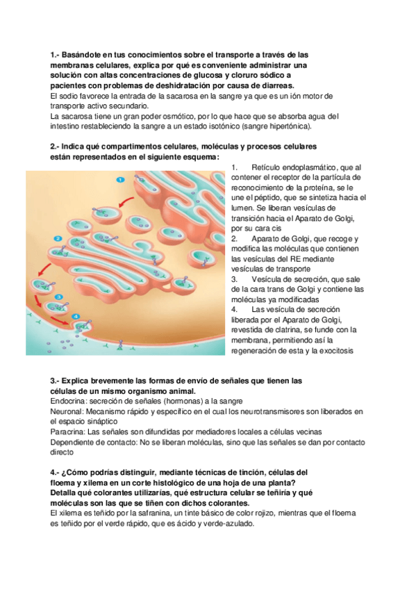Miniatura del documento BIOLOGIA-Preguntas-Examen-Desarrollo.pdf