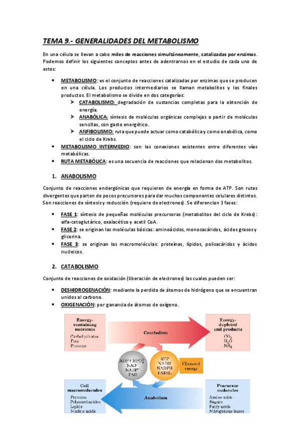 Miniatura del documento TEMA-9-GENERALIDADES-DEL-METABOLISMO.pdf