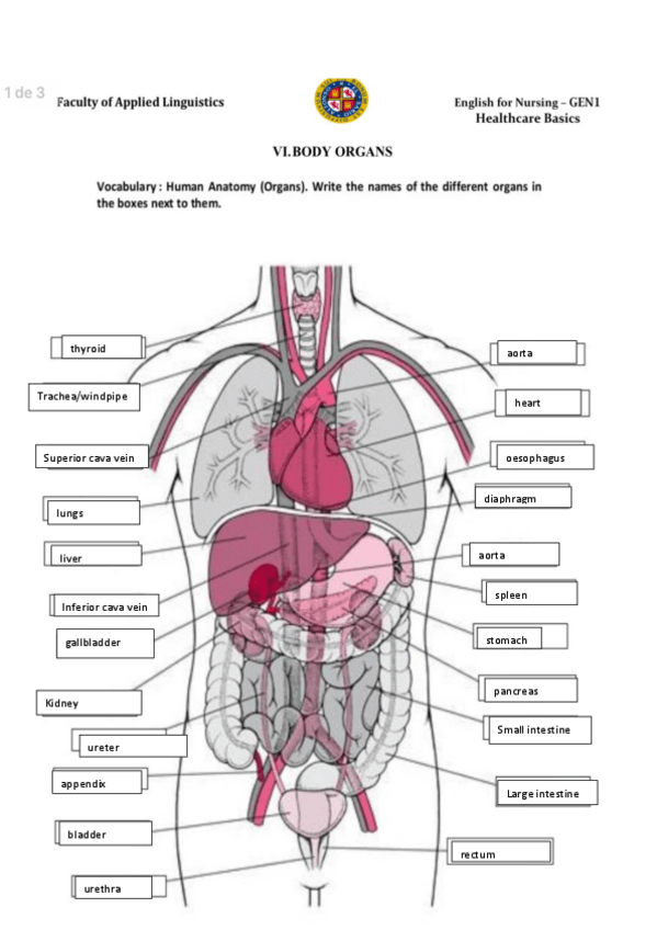 Miniatura del documento partes-cuerpo.pdf