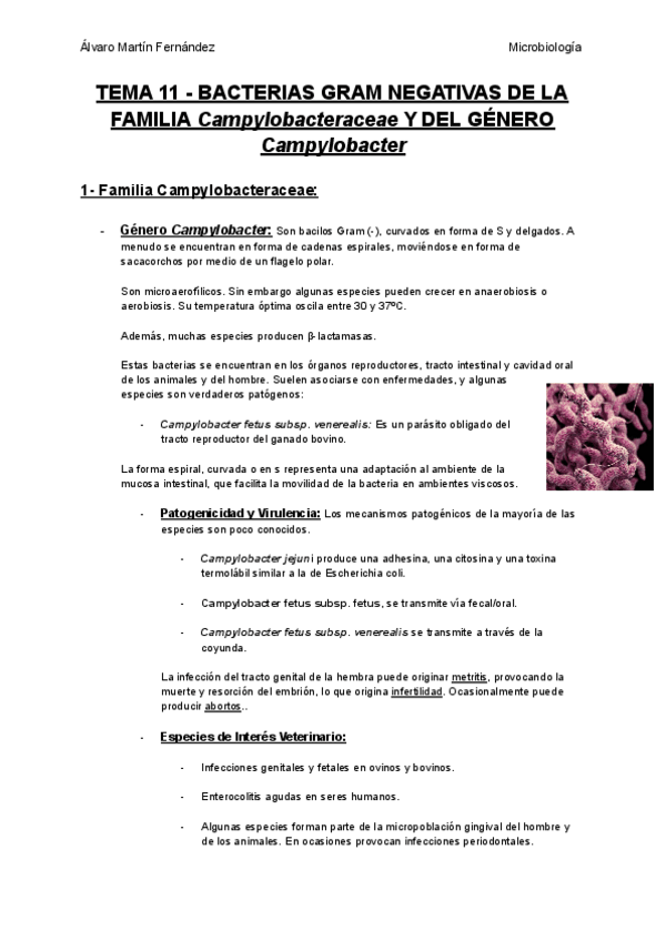 Miniatura del documento TEMA-11-BACTERIAS-GRAM-NEGATIVAS-DE-LA-FAMILIA-Campylobacteraceae-Y-DEL-GENERO-Campylobacter.pdf