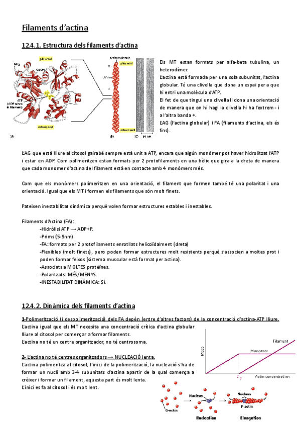 Miniatura del documento Tema-11-Filaments-dactina.pdf