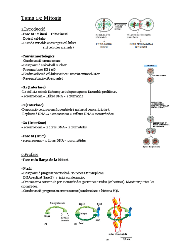 Miniatura del documento Tema-15-Mitosi.pdf