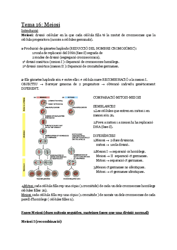 Miniatura del documento Tema-16-Meiosi.pdf