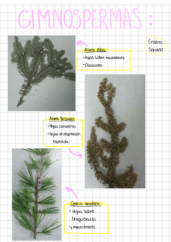 Miniatura del documento Gimnospermas.pdf