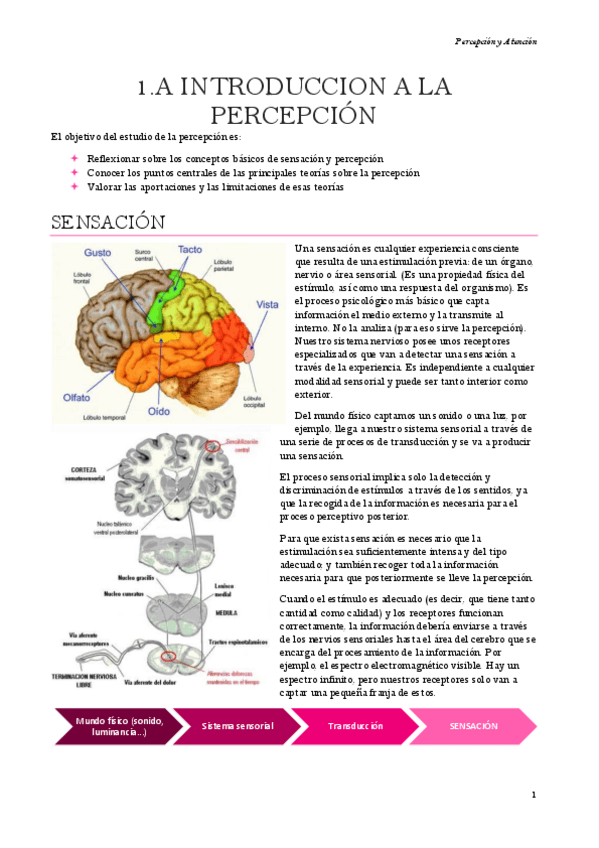 Miniatura del documento Percepcion-y-atencion-Tema-1.pdf