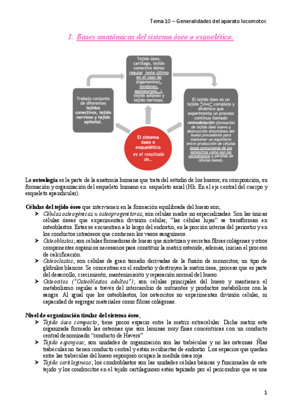 Miniatura del documento Tema-10-Anatomia.pdf