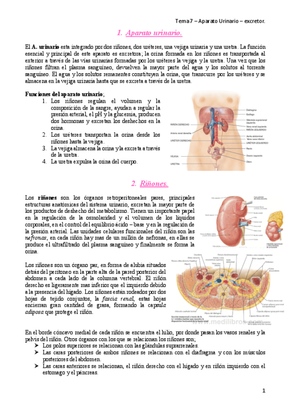 Miniatura del documento tema-7-anatomia.pdf