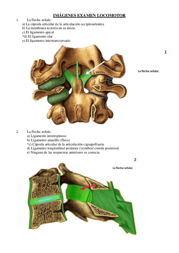 Miniatura del documento EVALUACION-IMAGENES-LOCOMOTOR.pdf
