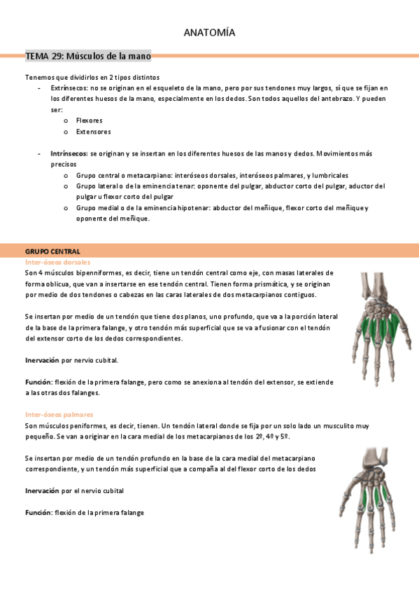 Miniatura del documento tema-29-musculatura-de-la-mano.pdf