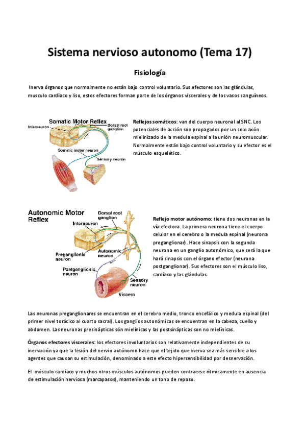 Miniatura del documento tema-17-sistema-nervioso-autonomo.pdf