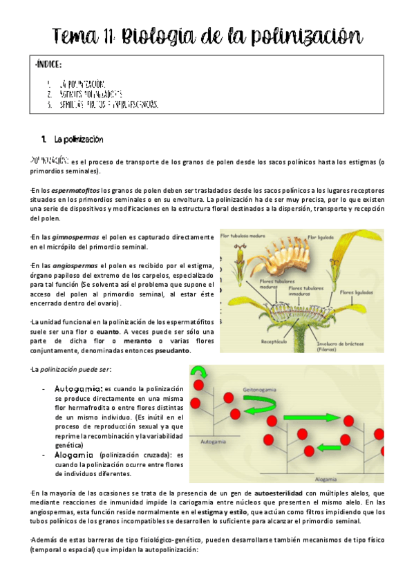 Miniatura del documento Tema-11-botanica-.pdf