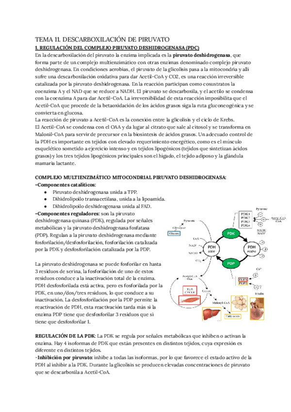 Miniatura del documento TEMA-11-DESCARBOXILACION-DE-PIRUVATO.pdf