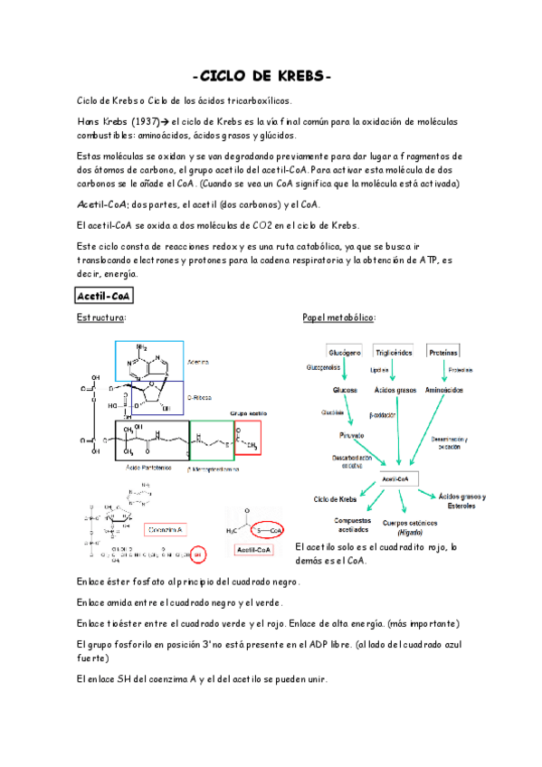 Miniatura del documento CICLO-DE-KREBS.pdf